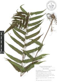 Thelypteris dentata image